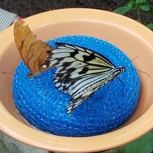 Meet your Posher, Diane